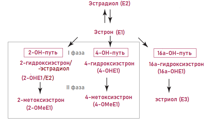 Комплексное определение метаболитов эстрогена в разовой моче методом  ВЭЖХ-МС (6 параметров, расчет соотношения): 16a-OHE1, 2-OHE2, 2-OHE1,  2-OMeE1, 4-OMeE1, 4-OHE1 Лаборатория CMD в Москве. Звоните: 8 (495)  120-13-12
