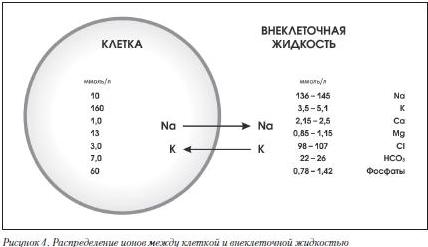 Распределение ионов между клетко и внеклеточной жидкостью