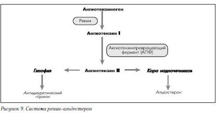 Система ренин-альдестерон