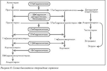 Схема биосинтеза стероидных гормонов